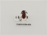 藏品(前角扣頭蟲科)的圖片